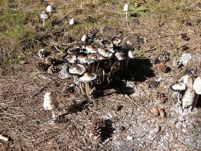 618x457 pixels (156K)