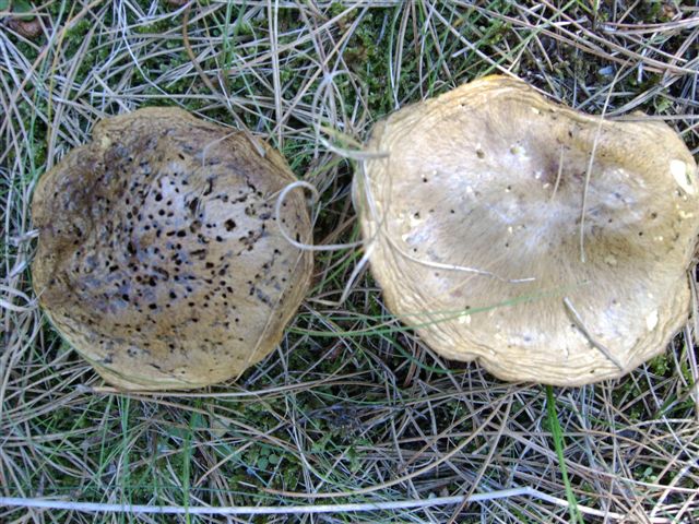 618x457 pixels (108K)