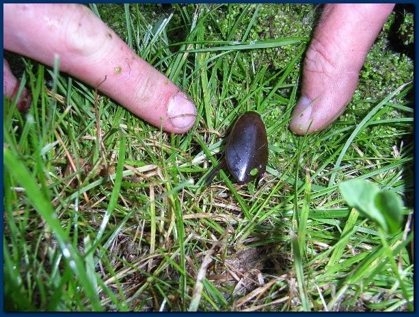 600x449 pixels (211K)