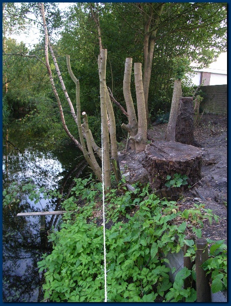 450x599 pixels (205K)