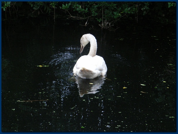 600x449 pixels (118K)