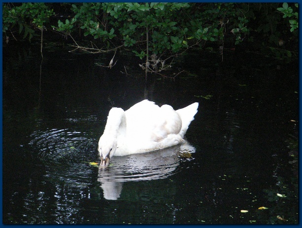 600x449 pixels (134K)