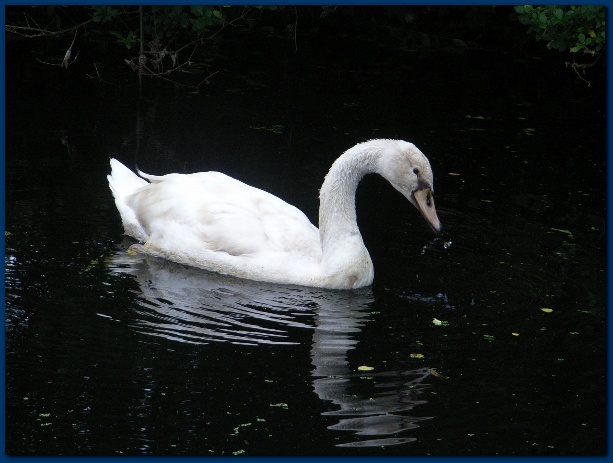 600x449 pixels (99K)