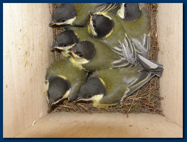 600x449 pixels (144K)