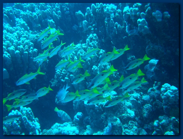 600x449 pixels (144K)