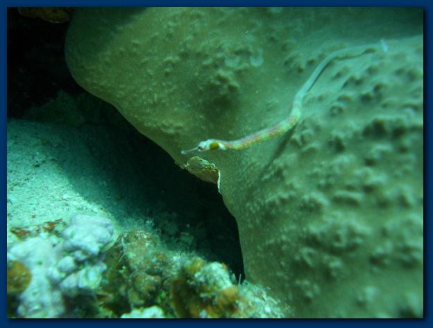 600x449 pixels (99K)