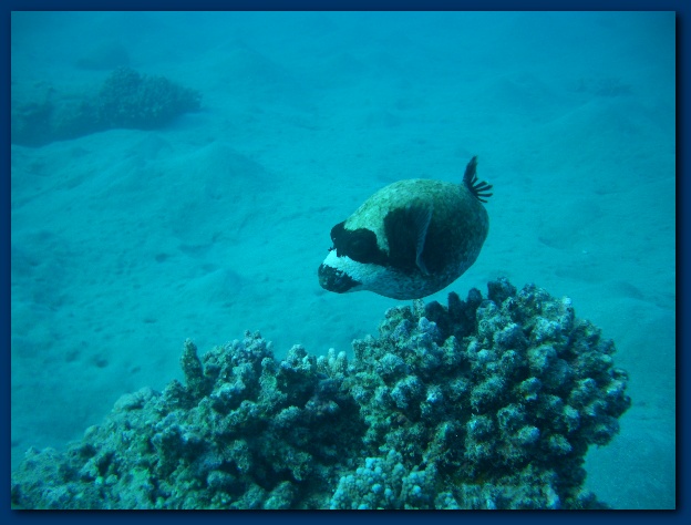 600x449 pixels (100K)