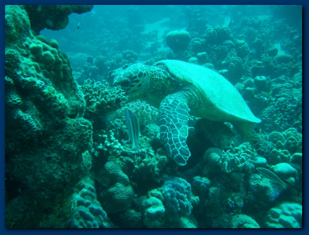 600x449 pixels (135K)