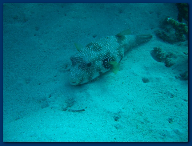 600x449 pixels (113K)