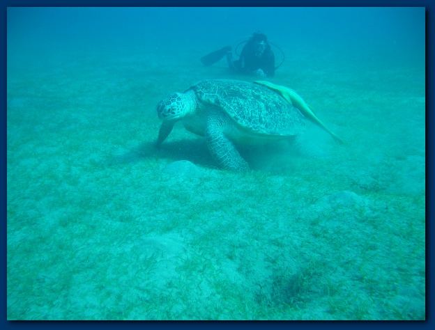 600x449 pixels (103K)