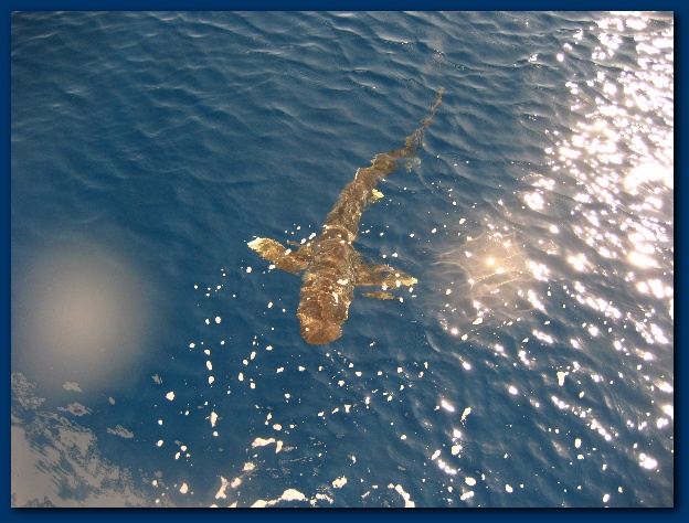 600x449 pixels (140K)