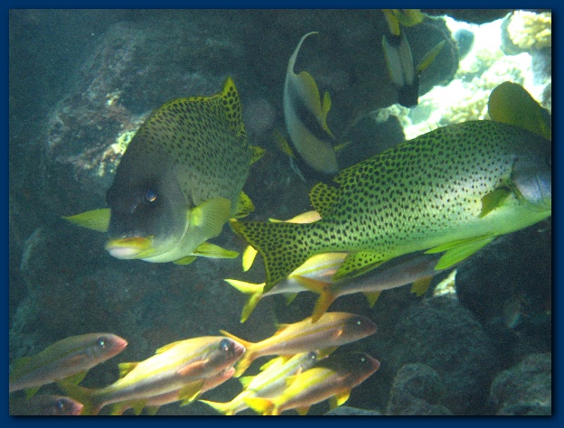 600x449 pixels (142K)