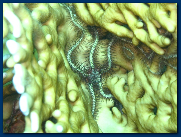 600x449 pixels (128K)