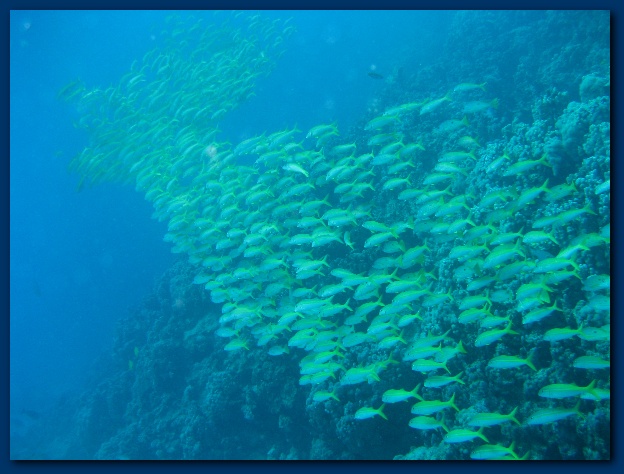 600x449 pixels (116K)