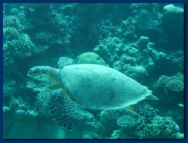 600x449 pixels (147K)