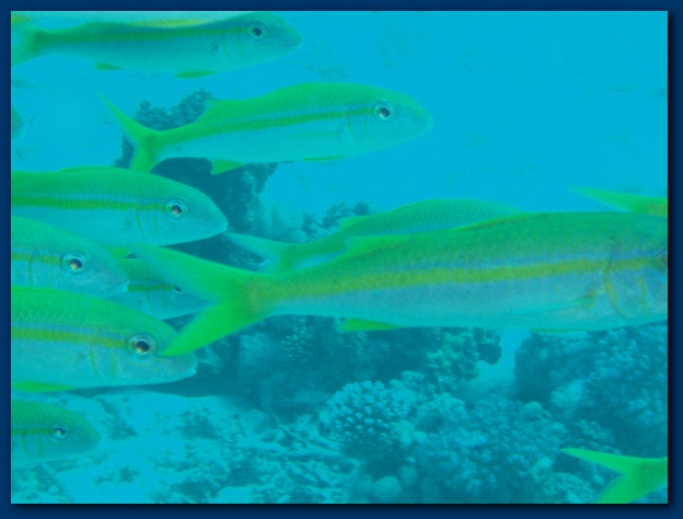 600x449 pixels (85K)