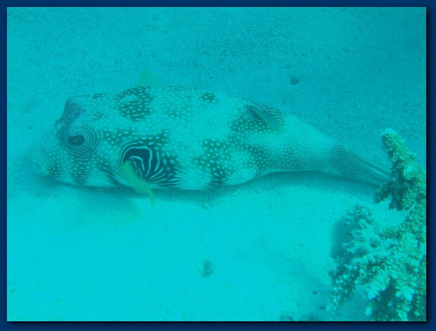 600x449 pixels (105K)