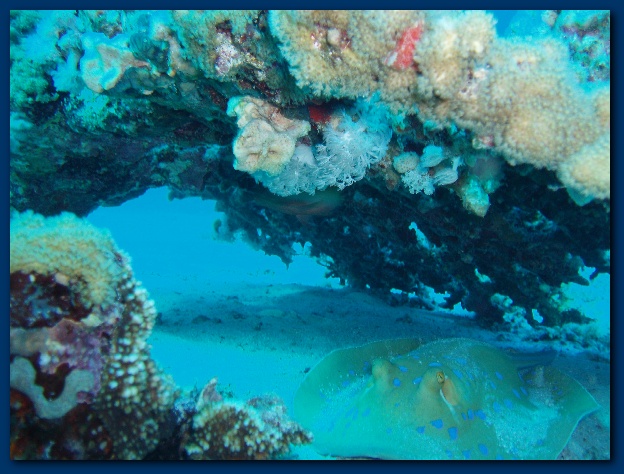 600x449 pixels (139K)