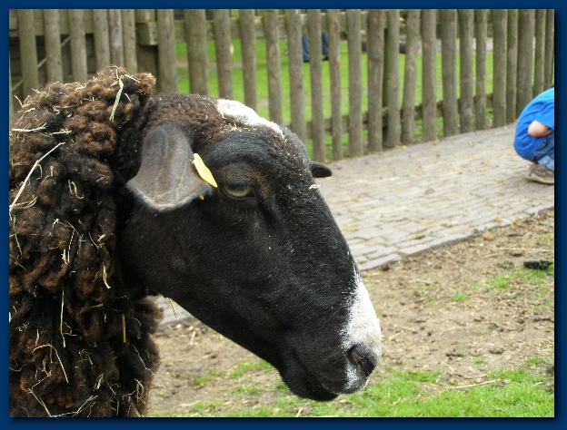 600x449 pixels (148K)