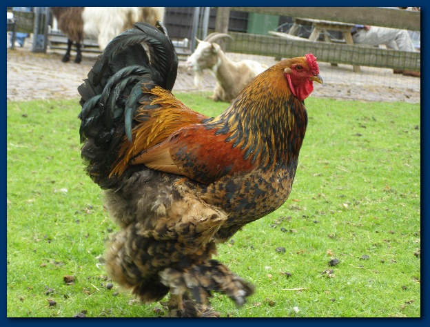 600x449 pixels (160K)