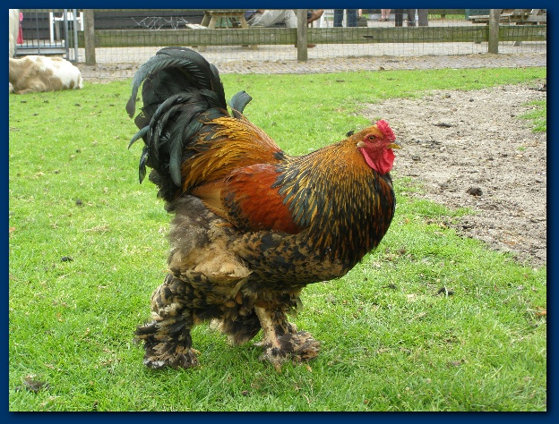 600x449 pixels (204K)