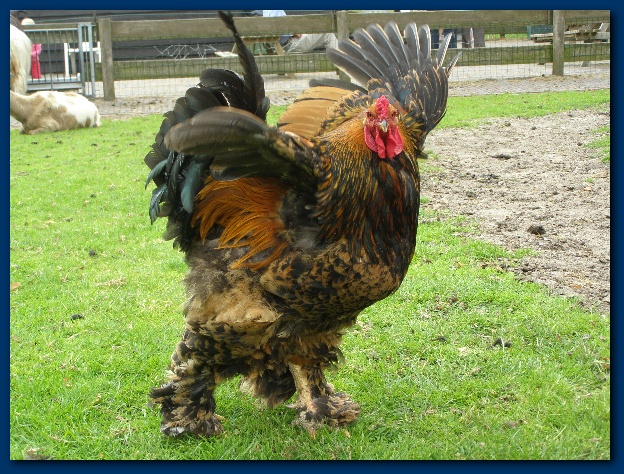 600x449 pixels (198K)