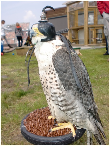 434x583 pixels (118K)