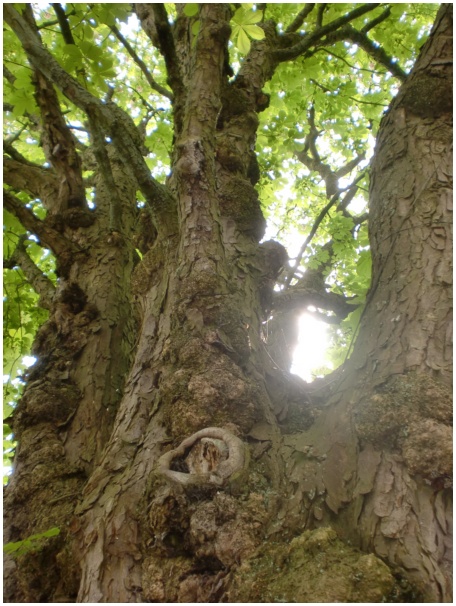 434x583 pixels (146K)