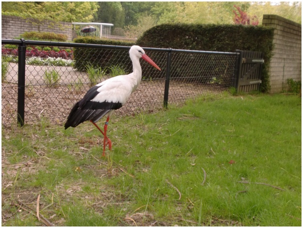 584x433 pixels (146K)