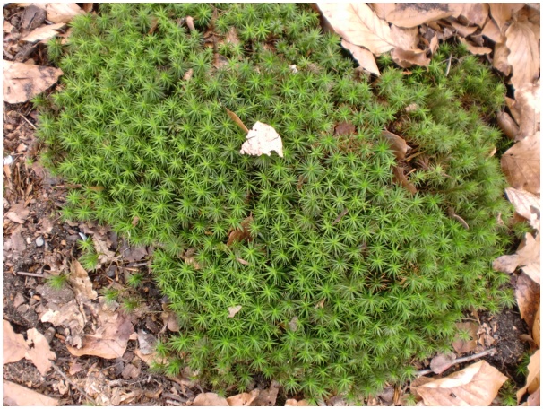 584x433 pixels (194K)