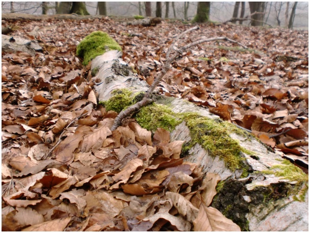 584x433 pixels (174K)