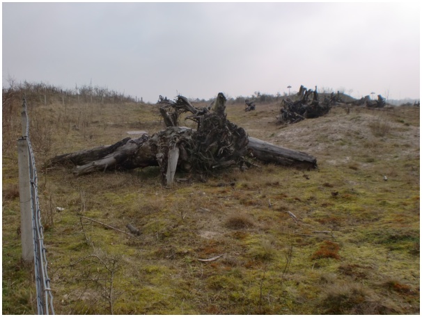 584x433 pixels (103K)