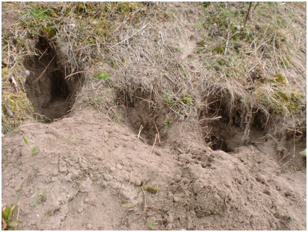 584x433 pixels (172K)