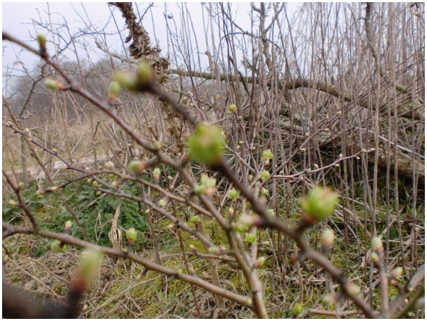 584x433 pixels (166K)