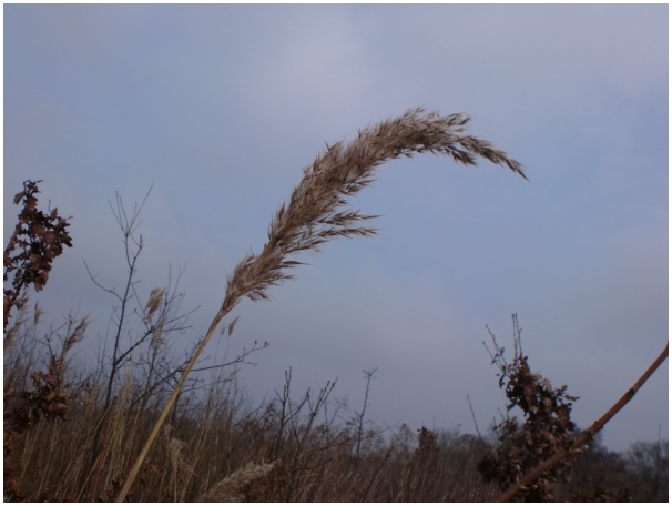 584x433 pixels (68K)