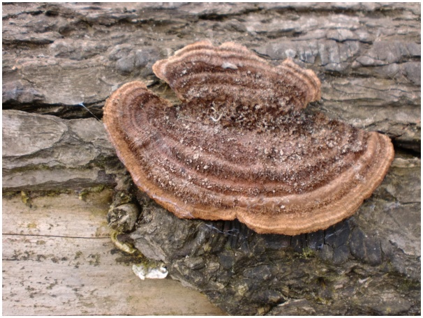 584x433 pixels (151K)