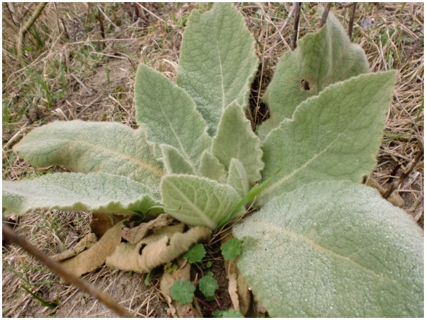 584x433 pixels (147K)