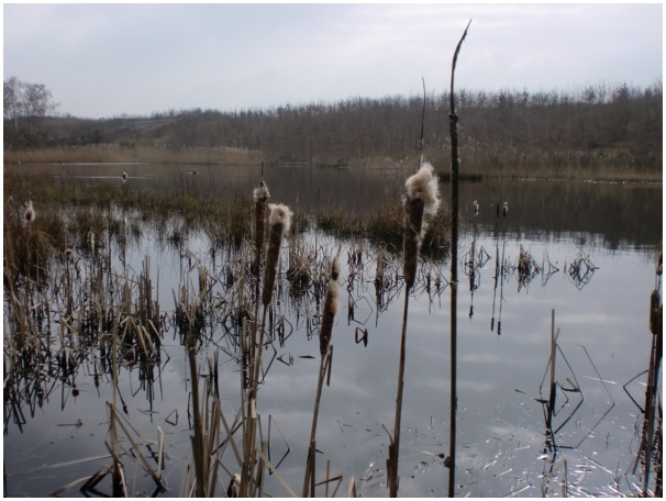 584x433 pixels (102K)