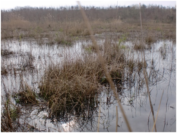 584x433 pixels (142K)