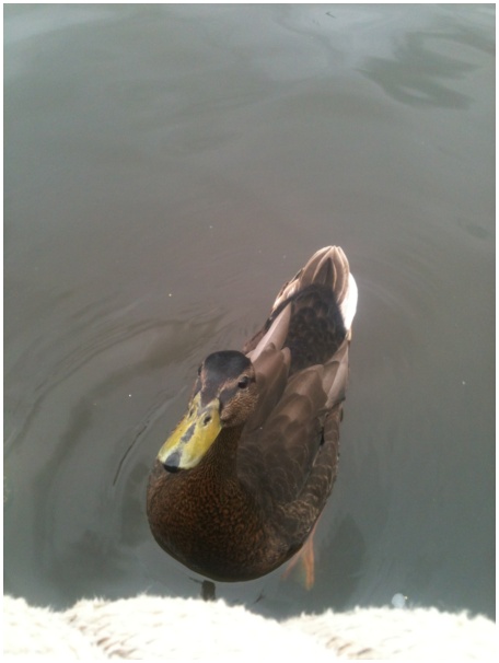 434x583 pixels (55K)