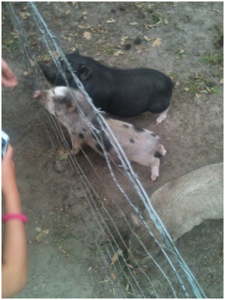 434x583 pixels (94K)