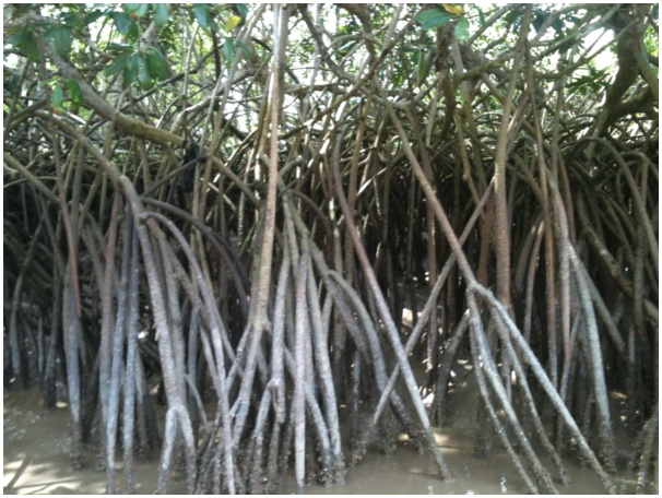 584x433 pixels (139K)