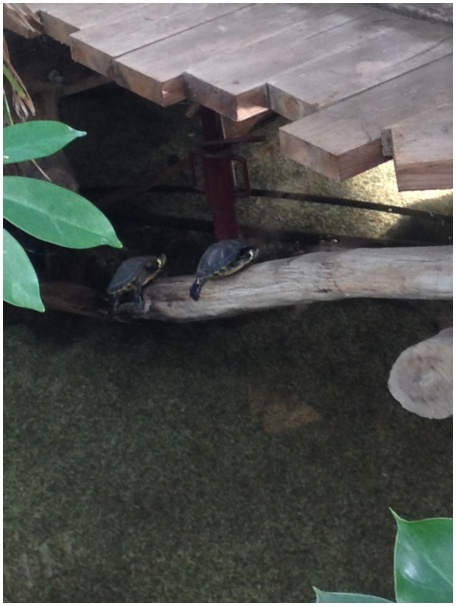 434x583 pixels (83K)