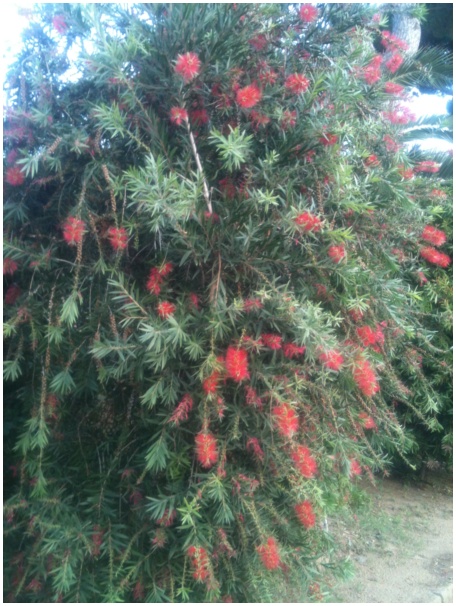 434x583 pixels (147K)