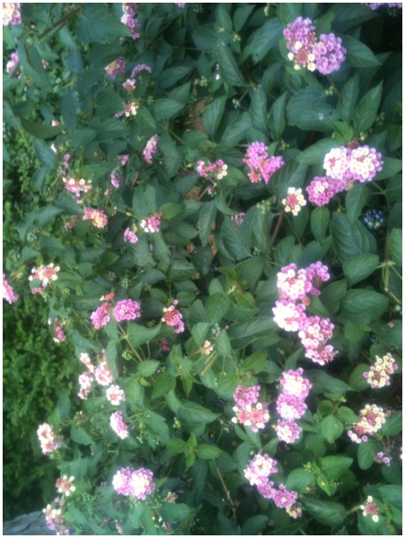 434x583 pixels (127K)